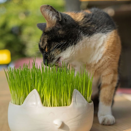 ERBA PIÚ - WEEK - HIERBA PARA GATOS