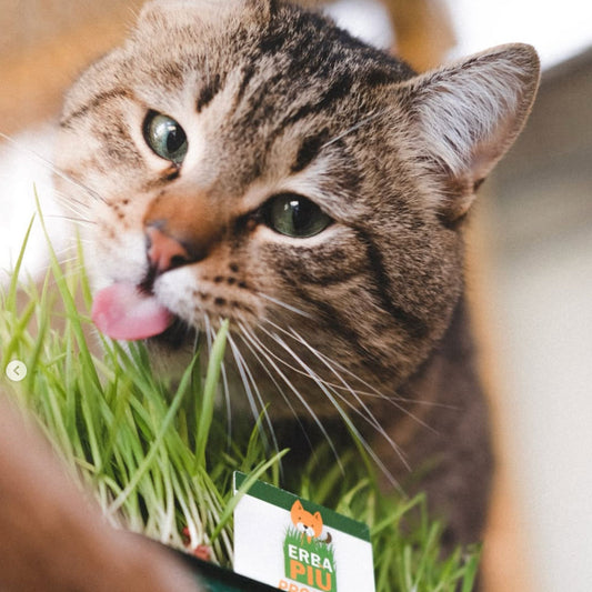 ERBA PIÚ - SEMI - SEMILLAS DE HIERBA PARA GATOS