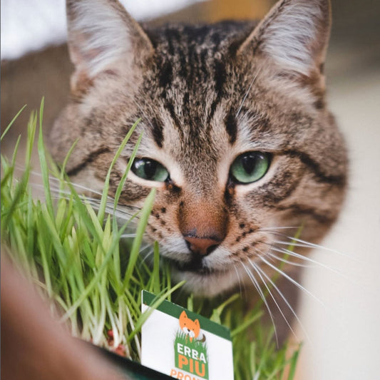 ERBA PIÚ - COCOCAT - HIERBA PARA GATOS