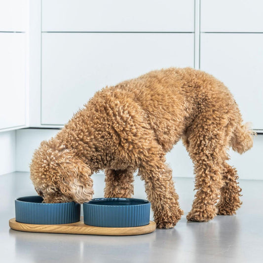 DOG COPENHAGEN - JUEGO KRONBORG AZUL INTENSO PARA PERROS