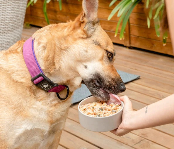 Food for Joe, receta Bigfish comida natural cocinada de pescado para perros de todas las edades y tamaños