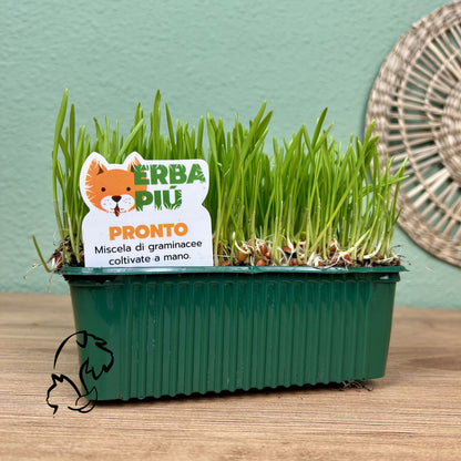 ERBA PIÚ - PRONTO - HIERBA PARA GATOS