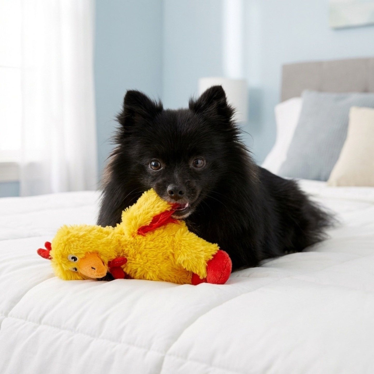 KONG - GALLINA TURULECA - PARA PERROS