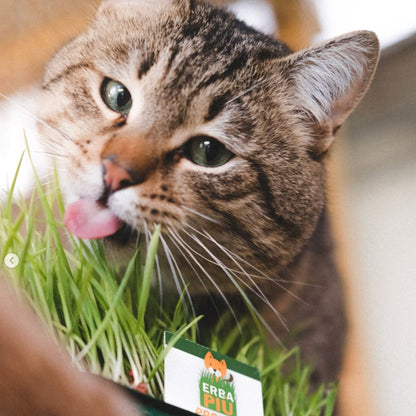 ERBA PIÚ - SEMI - SEMILLAS DE HIERBA PARA GATOS