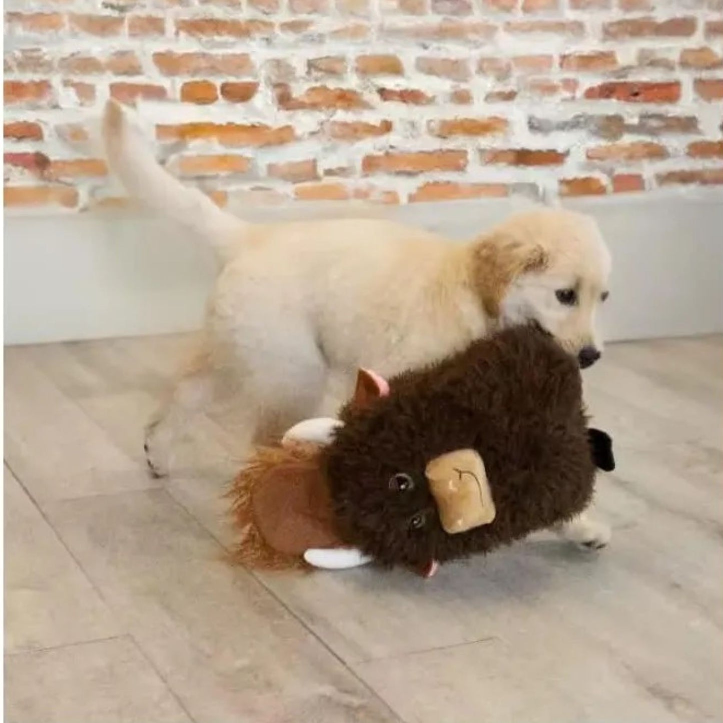 KONG - FERDI Y NANDO - PARA PERROS