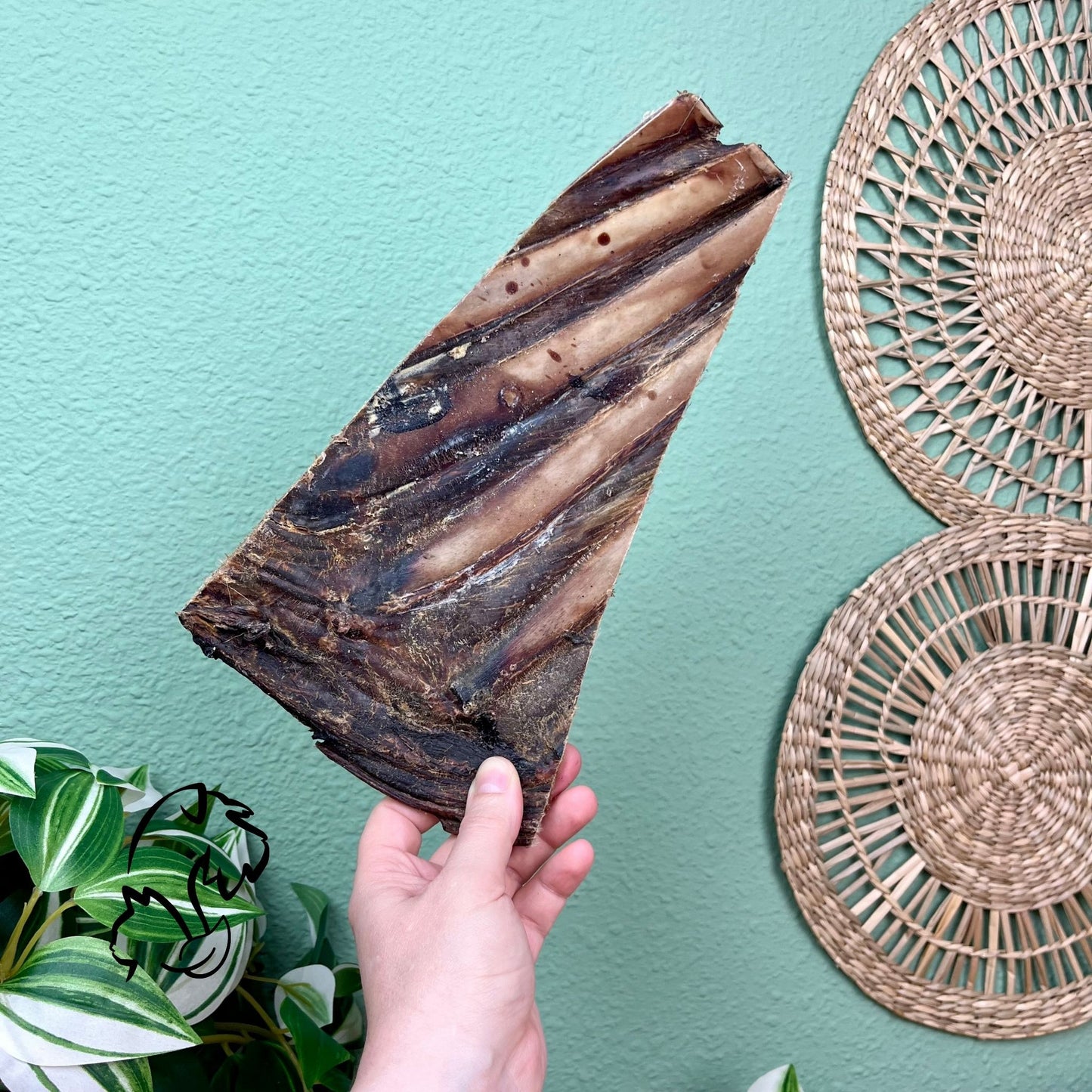COSTILLA DE VENADO PARA PERROS
