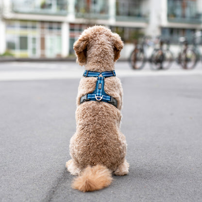DOG COPENHAGEN - ARNÉS COMFORT WALK AIR V3 AZUL OCÉANO PARA PERROS