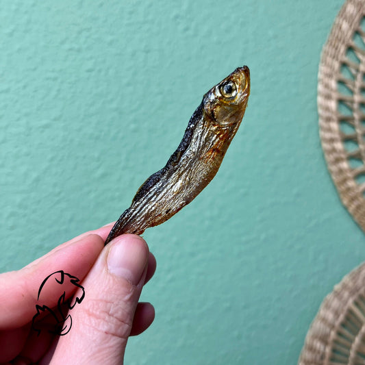 ESPADINES PARA PERROS Y GATOS