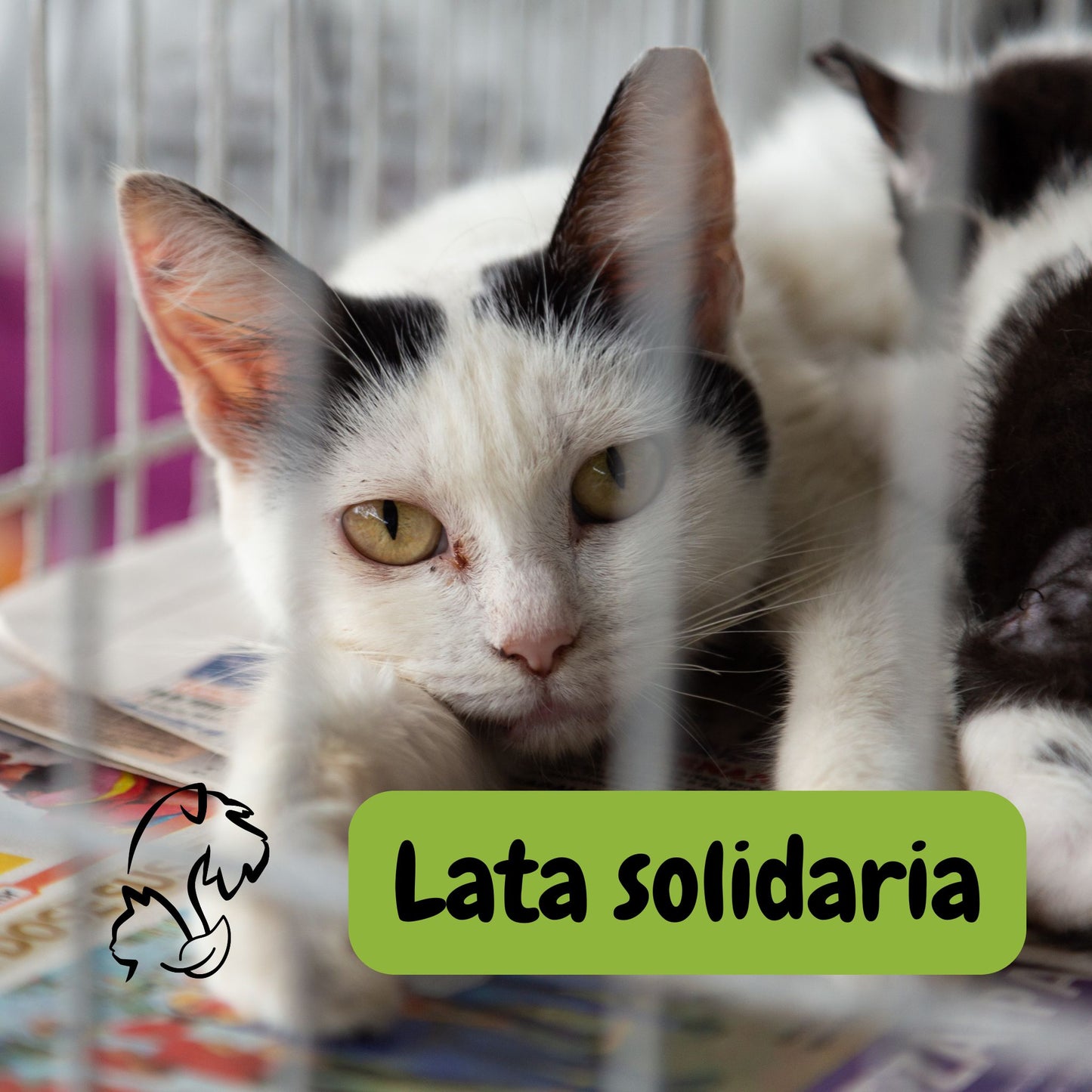 LATA SOLIDARIA PARA GATETES
