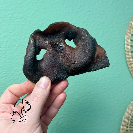 MORRO DE CERDO TOSTADO PARA PERROS