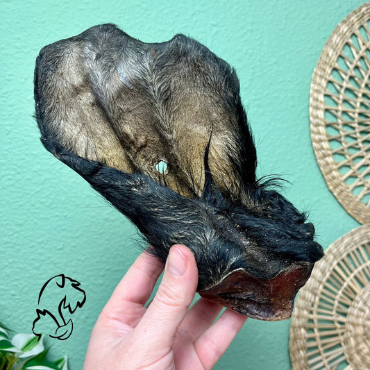 OREJA DE VACUNO CON PELO Y OÍDO PARA PERROS