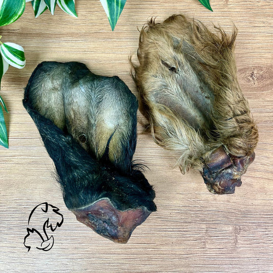OREJA DE VACUNO CON PELO Y OÍDO PARA PERROS