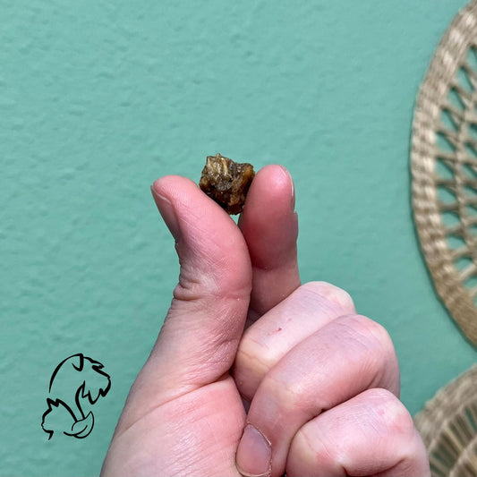 PREMIOS DE SALMÓN PARA PERROS Y GATOS