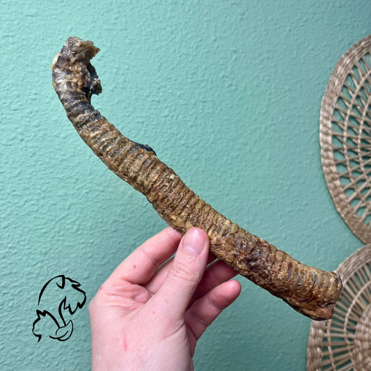 TRÁQUEA DE CORDERO PARA PERROS