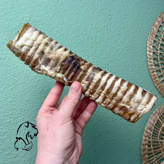 TRÁQUEA DE VACUNO PARA PERRROS